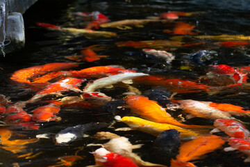 koi fish swimming in a pond