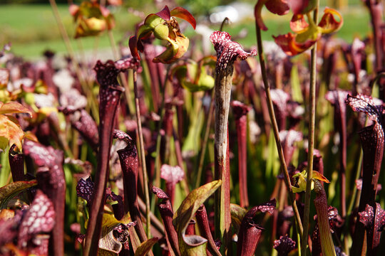 Closeup view of Sarracenia Purpurea Plant