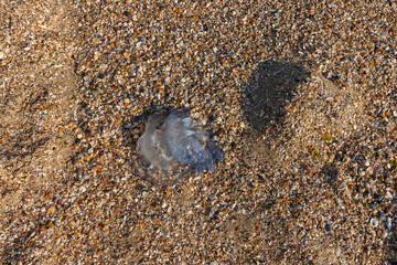 Jellyfish thrown on the sandy shore. Small depth of field