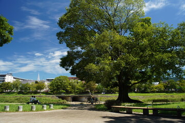 夏の鴨川河川敷公園(京都・上京区）