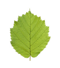 Fototapeta premium Fresh green hazel leaf isolated on white