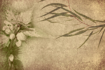 Fototapeta premium Old paper textured background with flowering plants. Copy space is available. Vintage style image. Lamium moschatum or Musk deadnettle wildflower and eucalyptus tree branch. Nature. Details