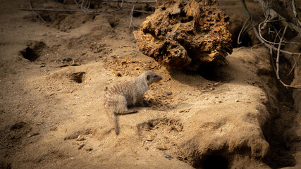 View of an adorable suricate in the zoo of Dresden