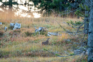 a capercaillie hen in the grass at a autumn morning on the mountains