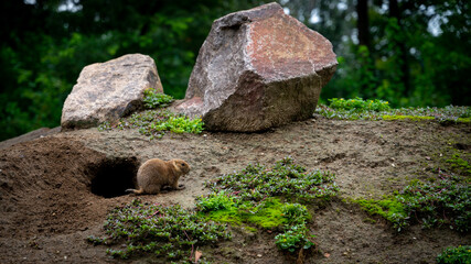 Marmot standing near its burrow in the zoo of Dresden