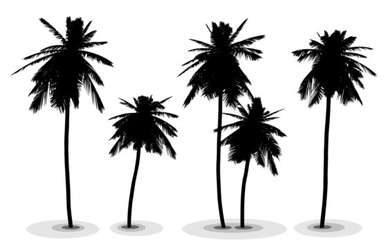 Highly detailed vector silhouettes of coconut trees.
