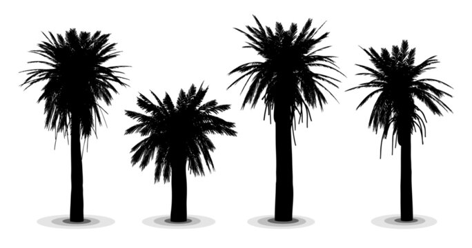 Highly detailed vector silhouettes of date palm trees, phoenix dactylifera.