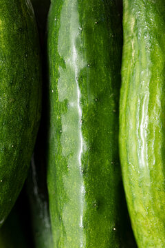 Macro view of freshly picked cucumbers