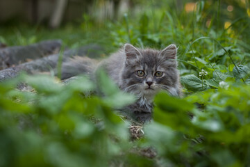 Naklejka na ściany i meble A little fluffy gray kitten is sitting on the grass