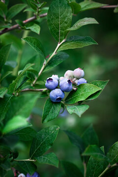 Ripe blueberries on a bluberry bush
