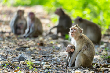 A mother monkey protects her cubs in a tropical forest.