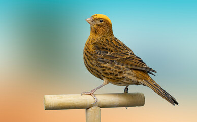 Red lizard canary bird perched in softbox