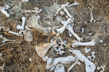 animal bones, animal remains in the wilderness