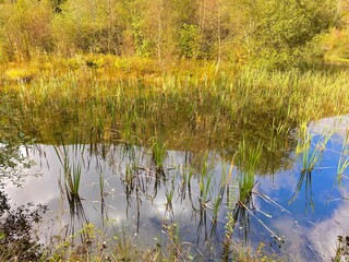 pond with reeds