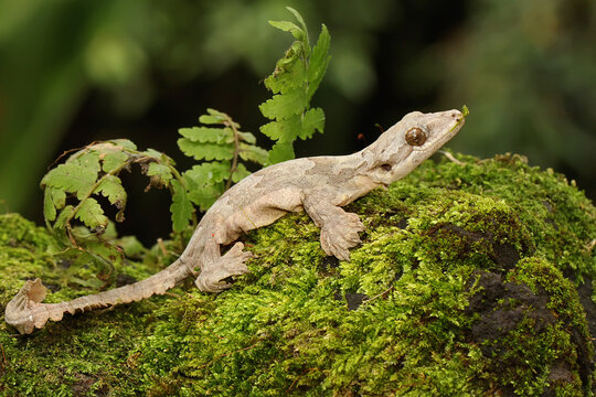 A Kuhl's flying gecko resting. This reptile has the scientific name Ptychozoon kuhli. 