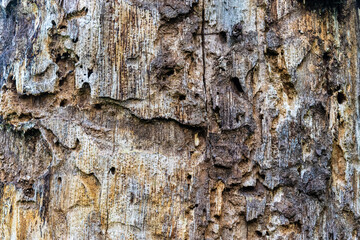 Old rotting parasites infested with wood crumbled.