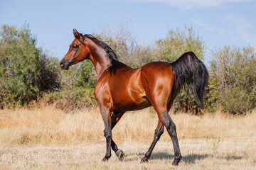 Obraz na płótnie Canvas Beautiful arabian stallion walking free