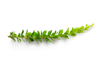 Isolated green branch on white background