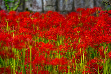 伝法寺の彼岸花