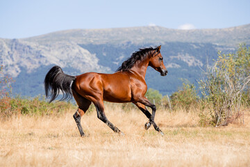 Beautiful bay arabian stallion galloping free