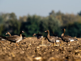 Gänse