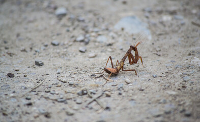 praying mantis on the ground