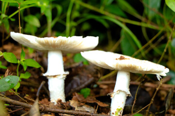 Uncultivated edible mushroom called Vellaram koor or Kerala mushroom