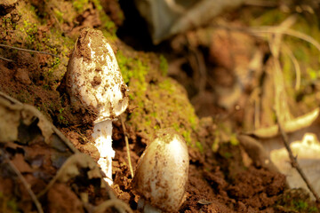 Uncultivated edible mushroom called Vellaram koor or Kerala mushroom - obrazy, fototapety, plakaty