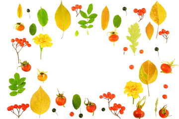 Frame of colorful bright yellow leaves, red rowan berries and rose hips Isolated on a white background. Autumn concept. Top view, copy space, flat lay.