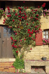 Fototapeta na wymiar Roses growing up a house wall in Torgny, Rouvroy, Luxembourg, Wallonia, southernmost village of Belgium 