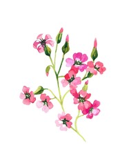 Pink wildflowers branch watercolor isolated on white background illustration for all prints.