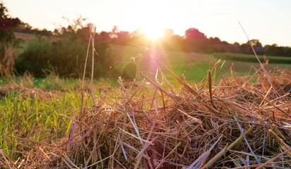 Stroh mit Wiese und Lichtspiegelung