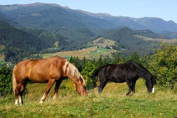 Fototapeta na wymiar Beautiful view of horses grazing on green mountain hill