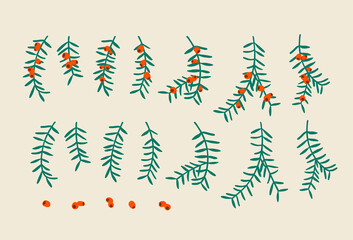 Yew tree branches with berries. Christmas symbol great for Christmas wreaths and arrangements. Vector drawing isolated.