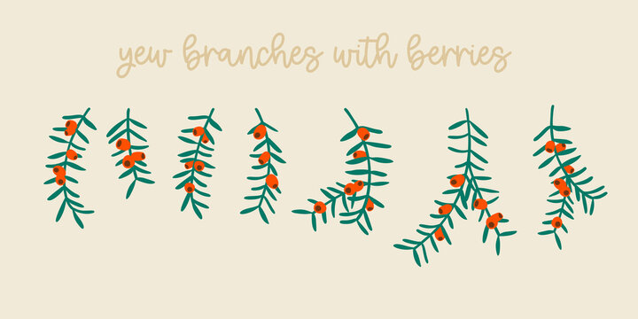 Yew tree branches with berries. Christmas symbol great for Christmas wreaths and arrangements. Vector drawing isolated.