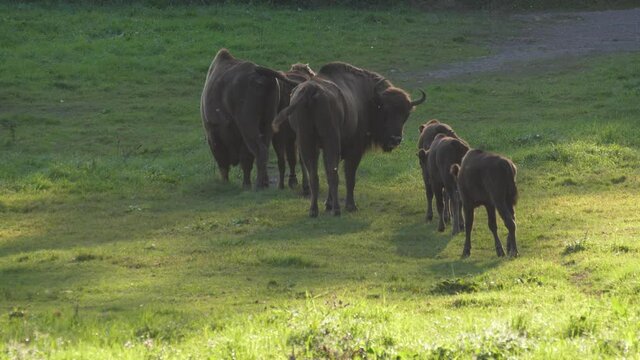 Group of European Bisons walking on the green meadow