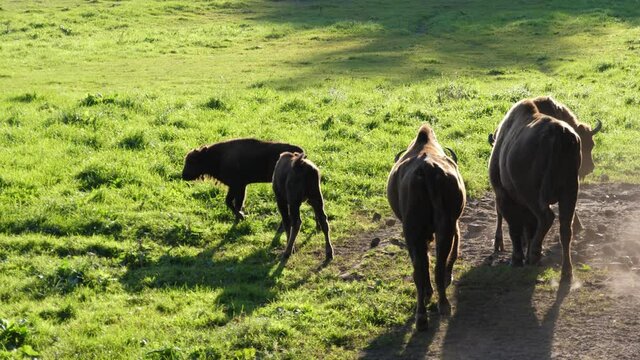 Bisons and calves walking on grassy field