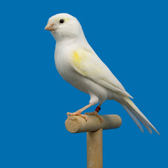 White and yellow canary perched in softbox