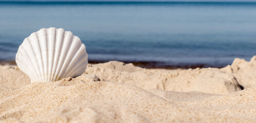 Fototapeta na wymiar the shell of the sea snail against the background of sand and blue sea