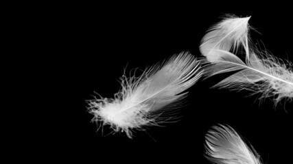 white duck feathers on a black isolated background