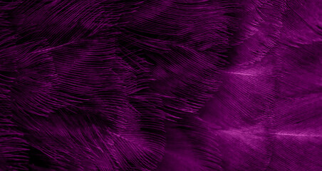 Fototapeta na wymiar macro photo of violet hen feathers. background or textura