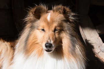 Beautiful sable white sheltie lies outdoors on the sun with background of historical wooden horse...