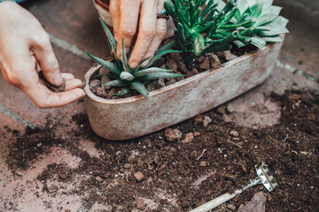 Planting and repotting plants. Woman is changing flower pots. Only hands and selective focus