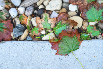 Colorful wet maple leaves and rocks on the edge of a sidewalk after autumn rain