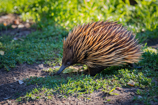 Echidna walking on grass