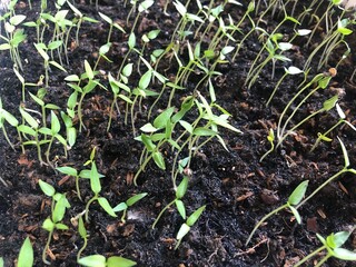 Chili plant