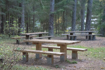 count benches in the nature park surrounded by pine forest with autumn leaves