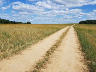 Country dirt road in a wheat field