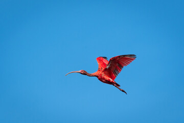 Juvenile Scarlet Ibis, Eudocimus ruber, national bird of Trinidad flying in the blue sky.
