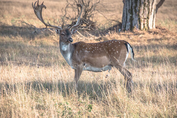 Fallow deer in the nature